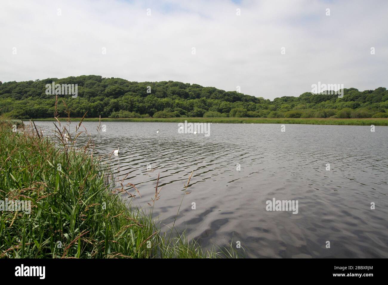 Old riverside forest, and swans on a river in Ireland, the River Quoile, a Game of Thrones location in Northern Ireland, in County Down. Stock Photo