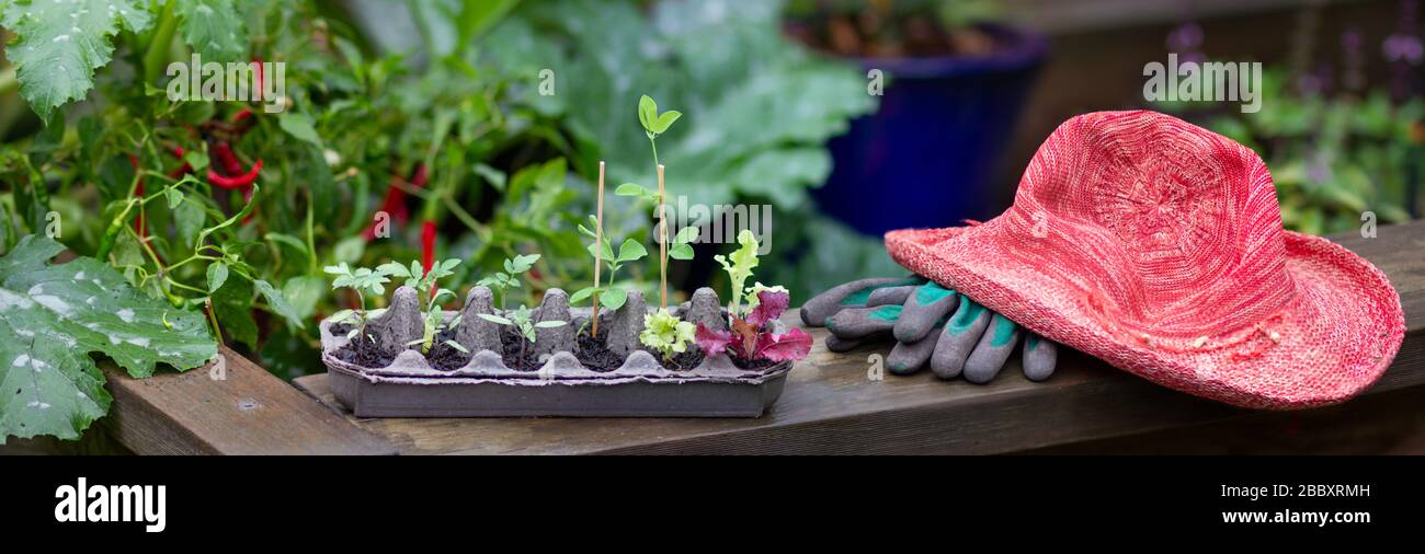 panorama of vegetable seedlings growing in reused egg box outside on raised garden bed. Recycle, reuse to reduce waste and grow your own food. Stock Photo