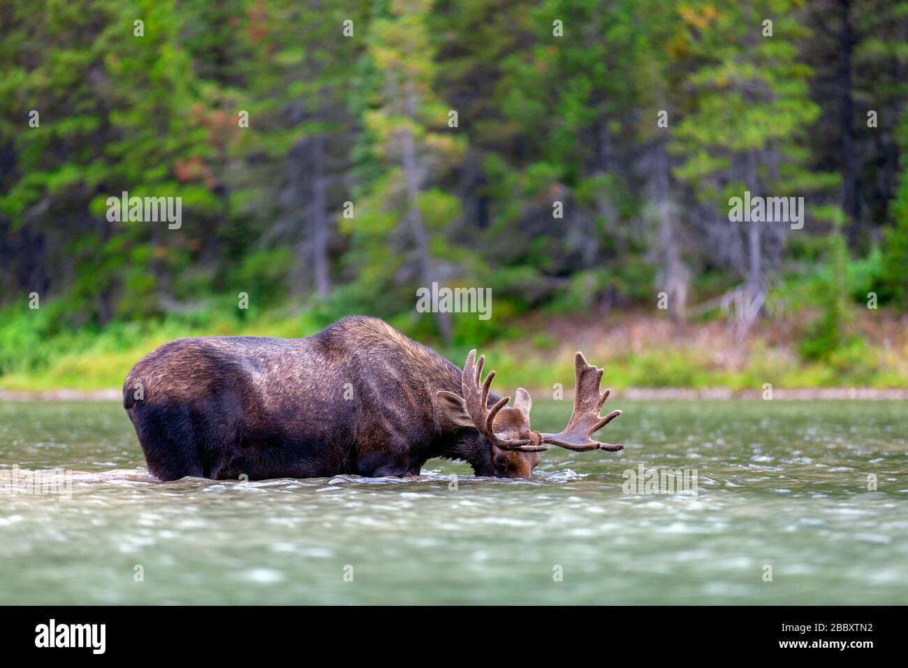 A young, male bull moose with antlers feeding in a lake in Glacier National Park, Montana, USA Stock Photo