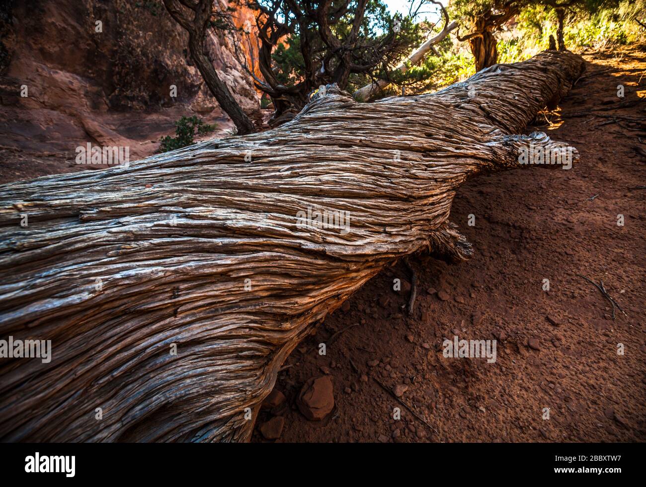 An old fallen gnarly tree which appears to have twisted as it grew. Arches National Park, Utah, USA. Stock Photo