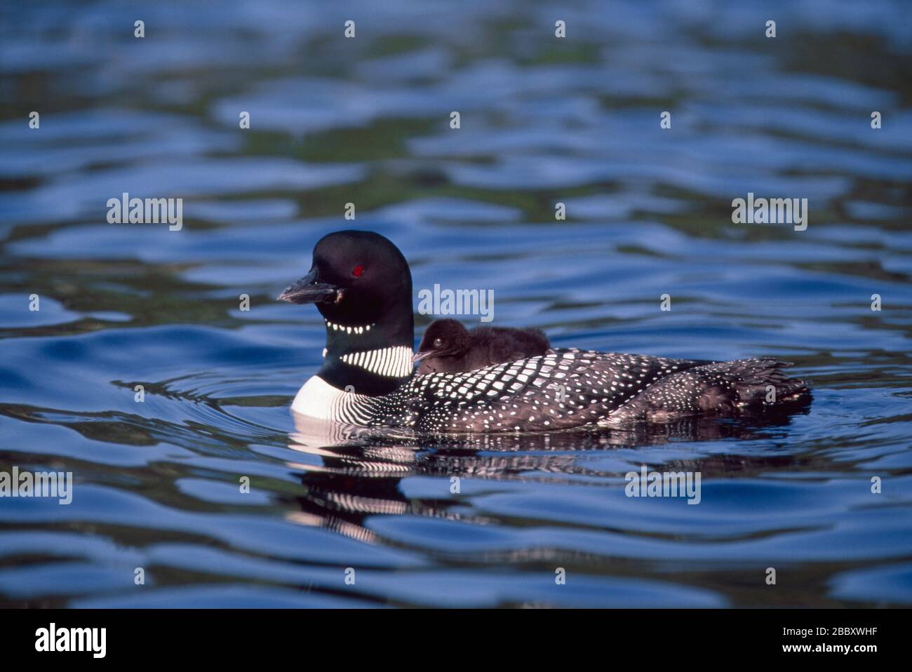 Common Loons in New Hampshire USA Stock Photo