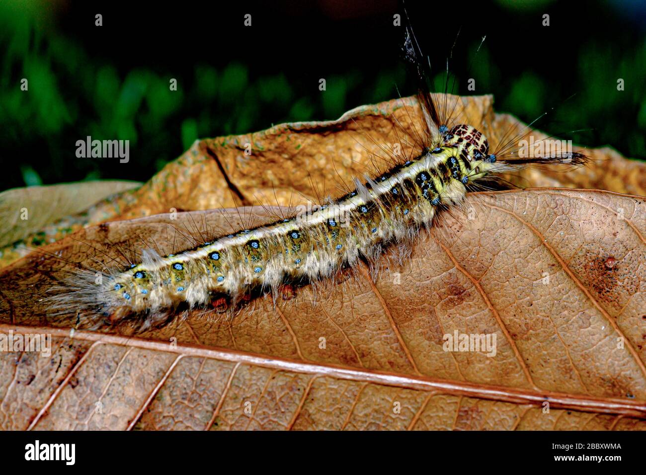 Macro bug and animal life. Black caterpillar with yellow stripes in the