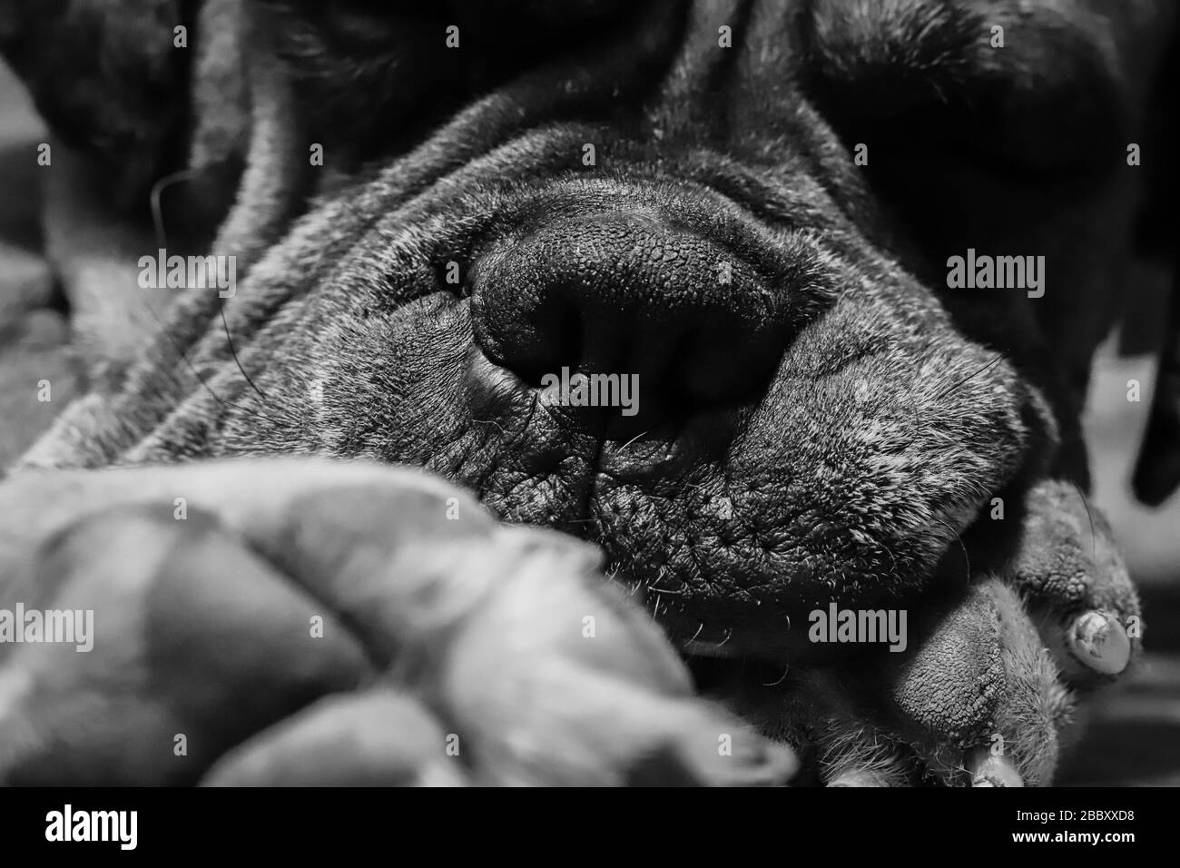 Close up boxer dog nose portrait. German Boxer or Deutscher Boxer. Cute