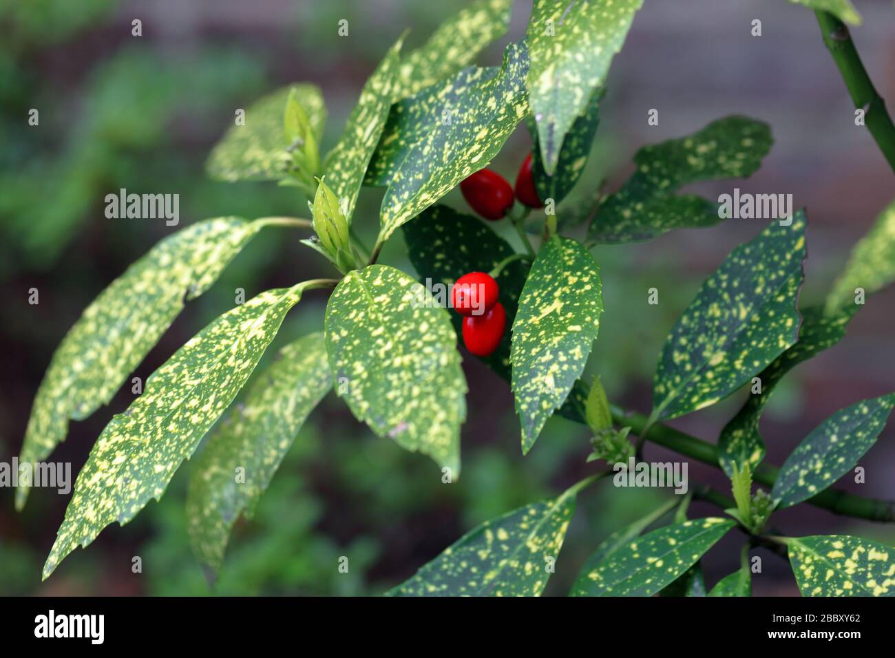 Spotted leaves and red berries of a female Japanese Laurel, Aucuba japonica Stock Photo