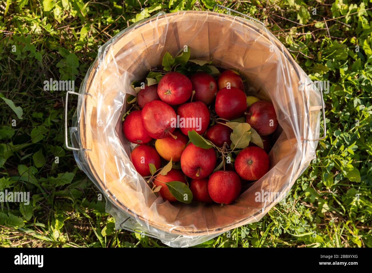 A bushel basket of freshly picked apples Stock Photo