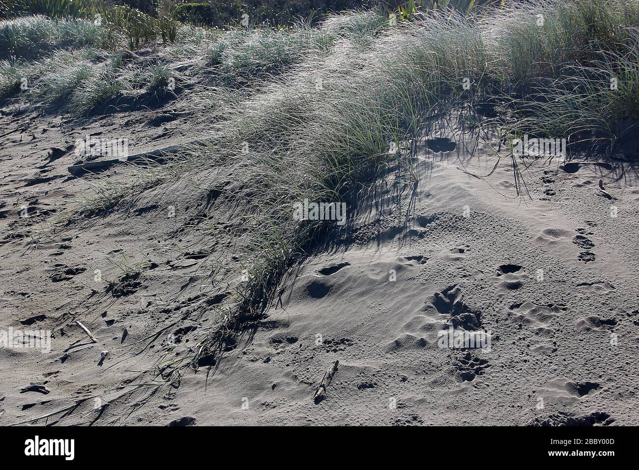 Sand dune restoration Stock Photo
