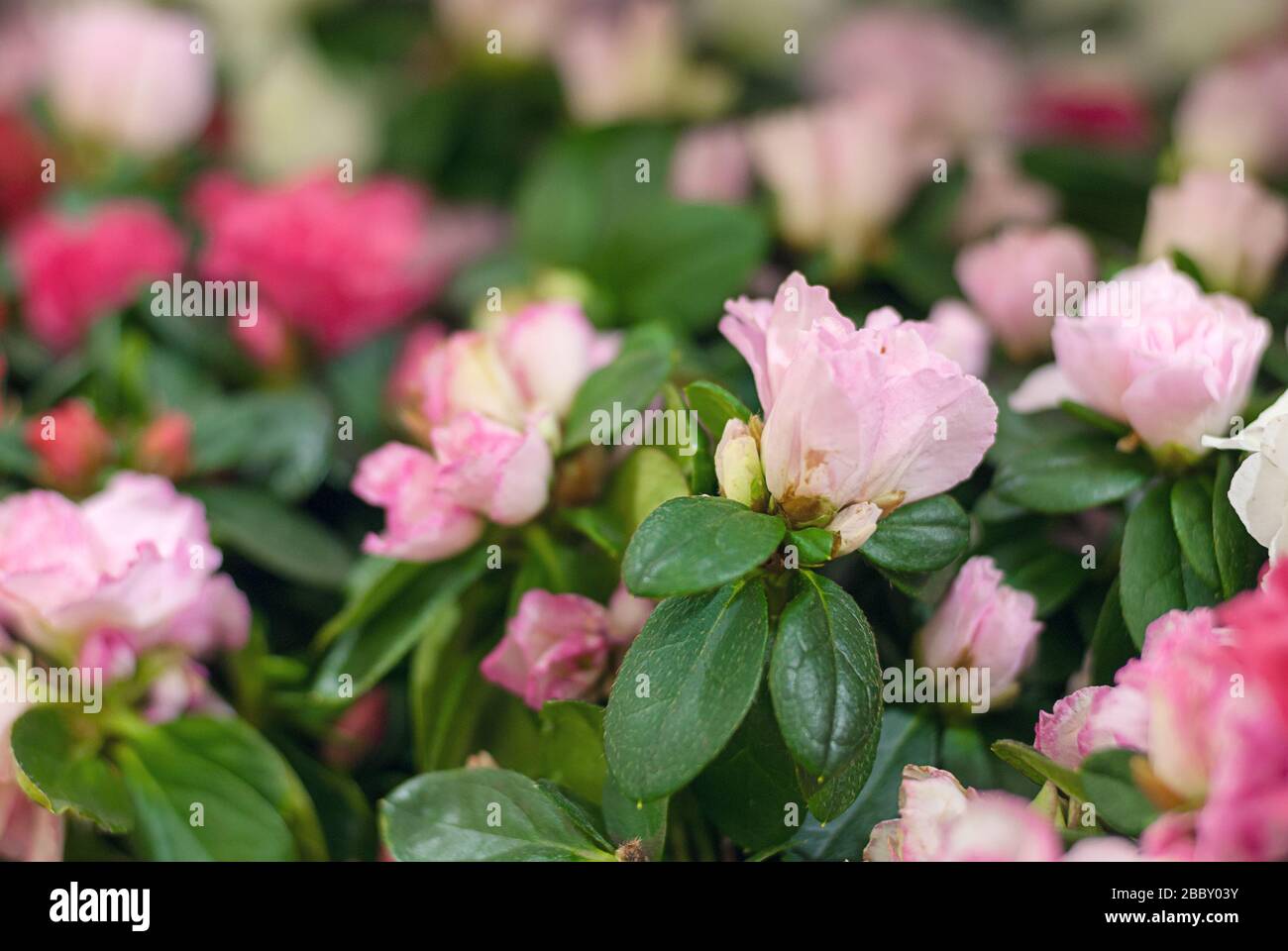 pink rhododendrons in flower market Stock Photo