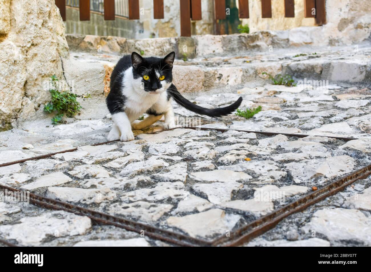 A beautiful short haired black and white cat with yellow eyes in the ancient sassi area of Matera Italy. Stock Photo