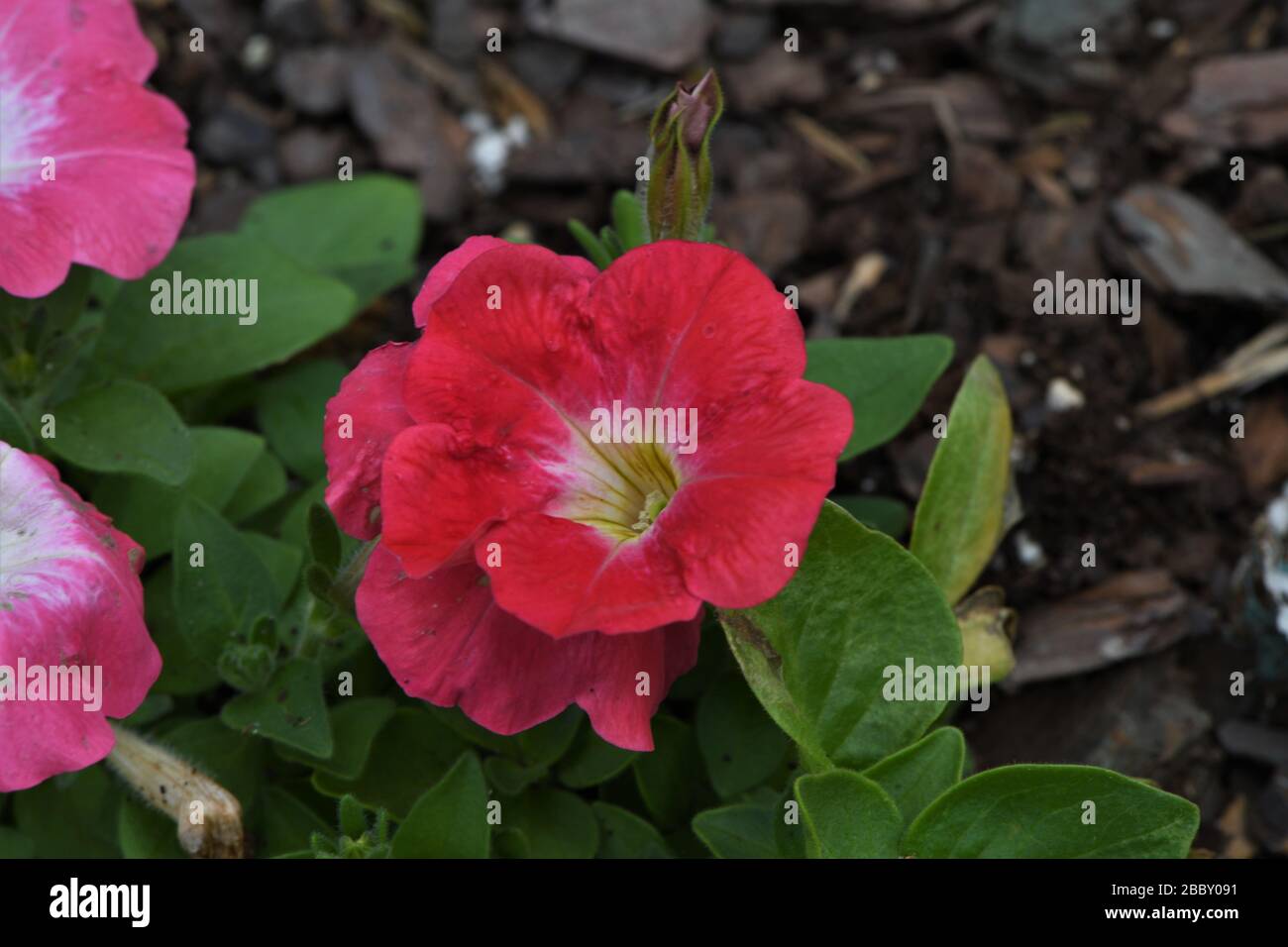 Red pansy. Stock Photo