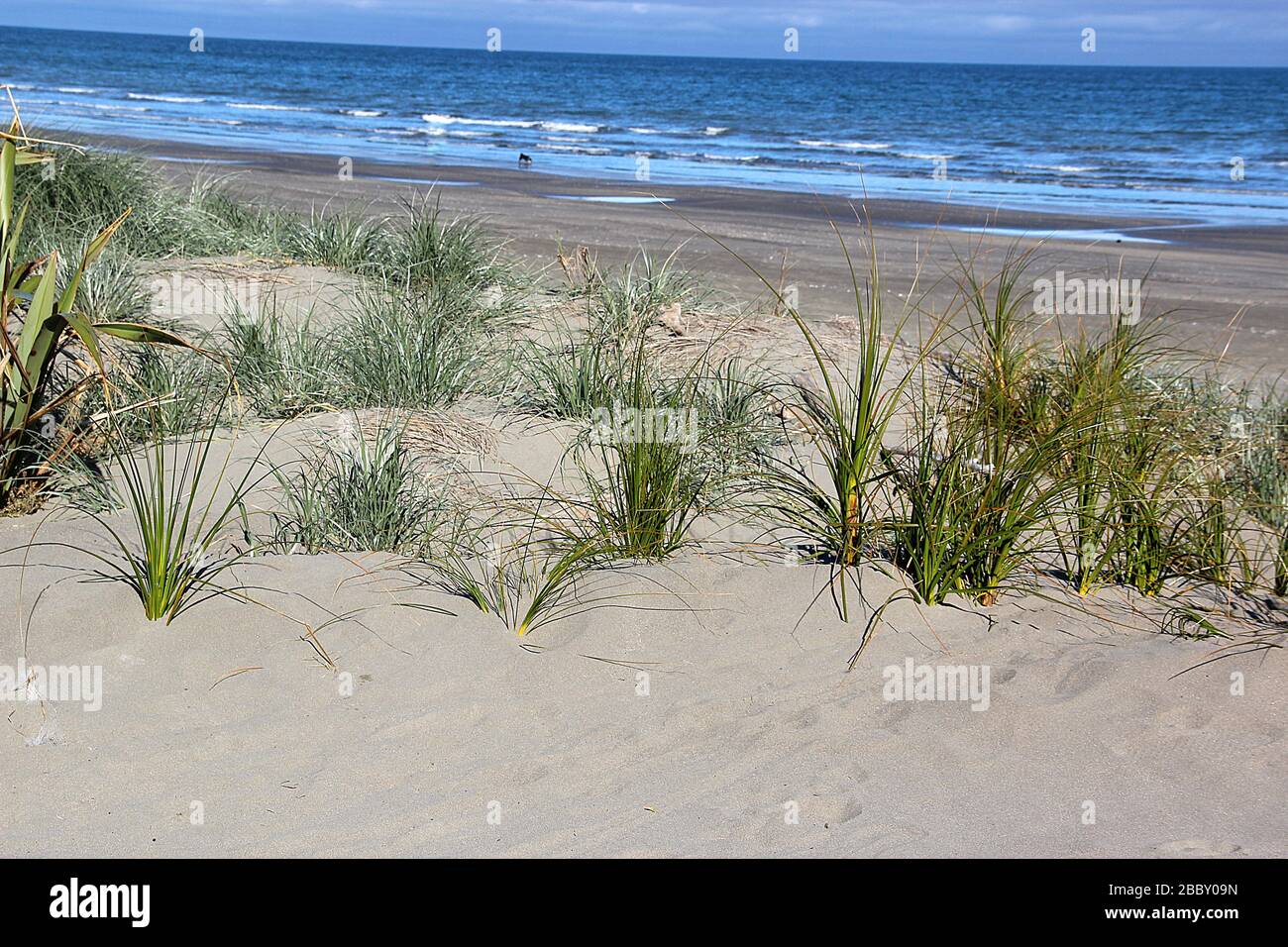 Sand dune restoration Stock Photo