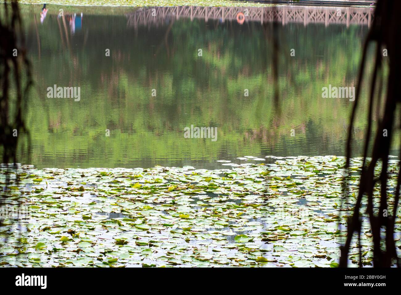 Reflections of trees in a lake Stock Photo - Alamy