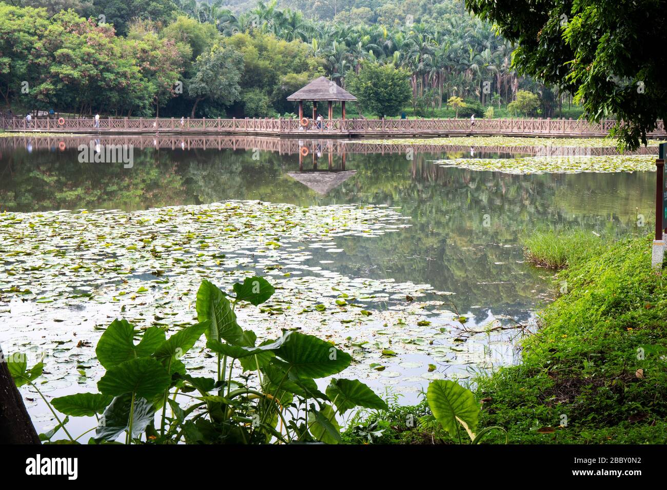 Reflections of trees in a lake Stock Photo - Alamy