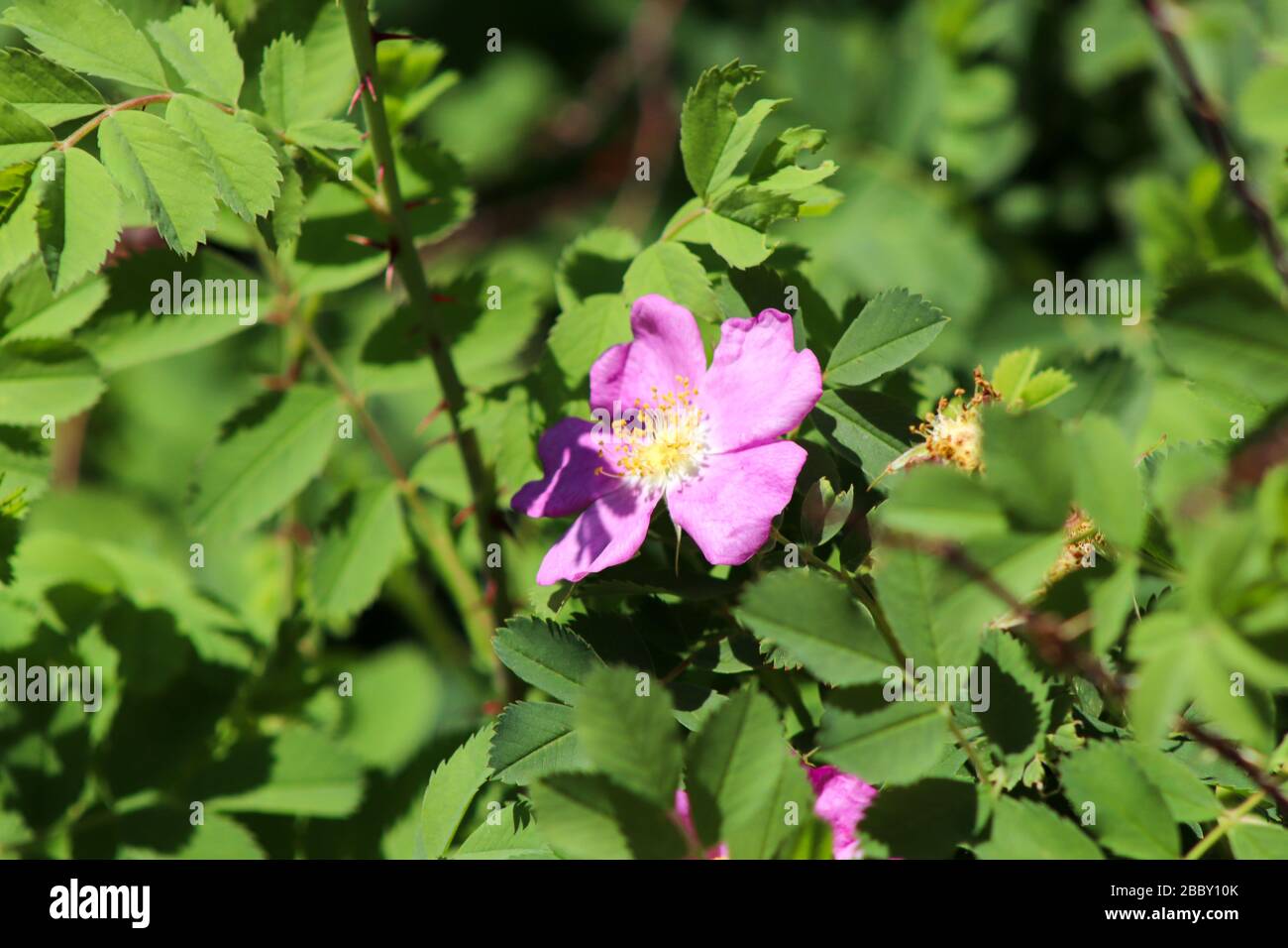 A pink flower on a plant Stock Photo
