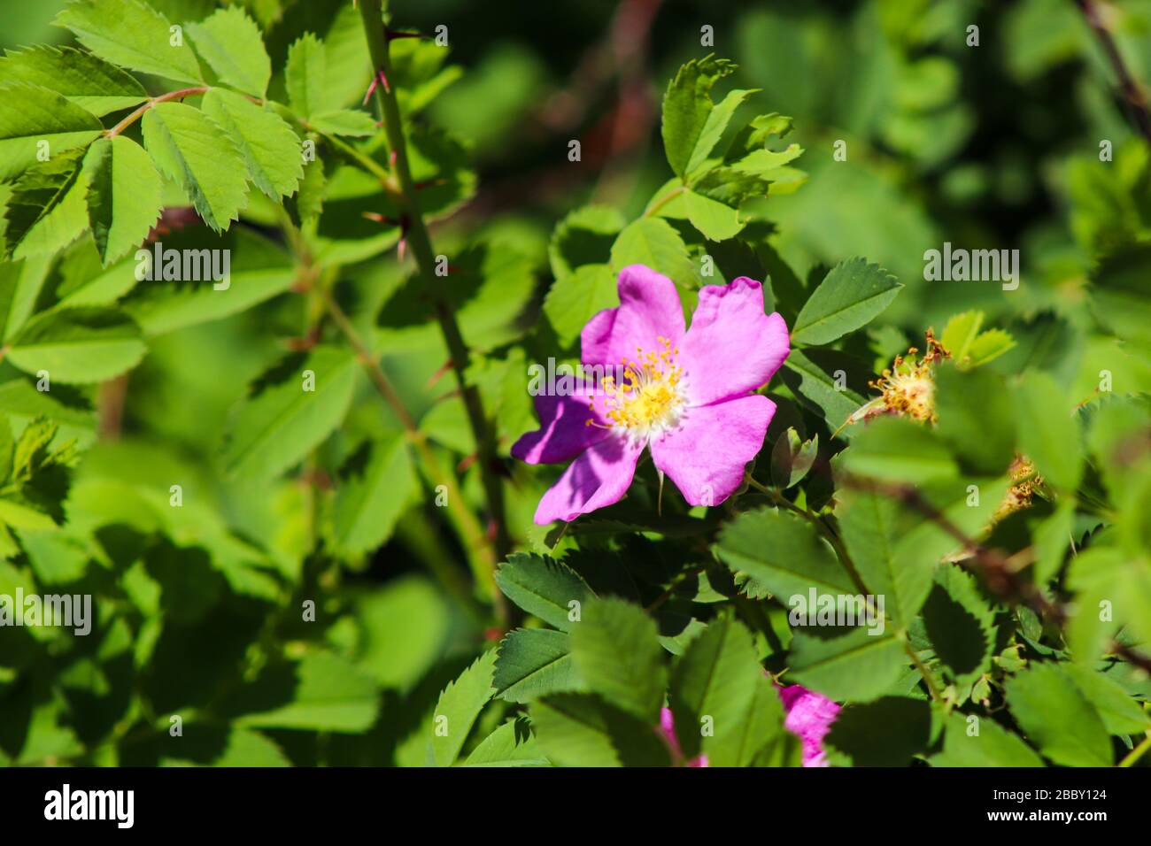 A pink flower surrounded by group of leaves Stock Photo