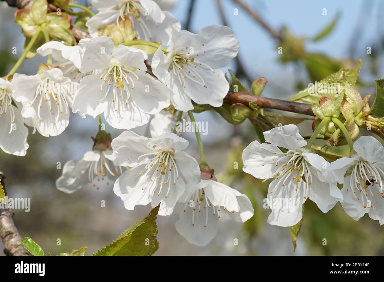 cherry blossom blooming fruit tree Stock Photo Alamy