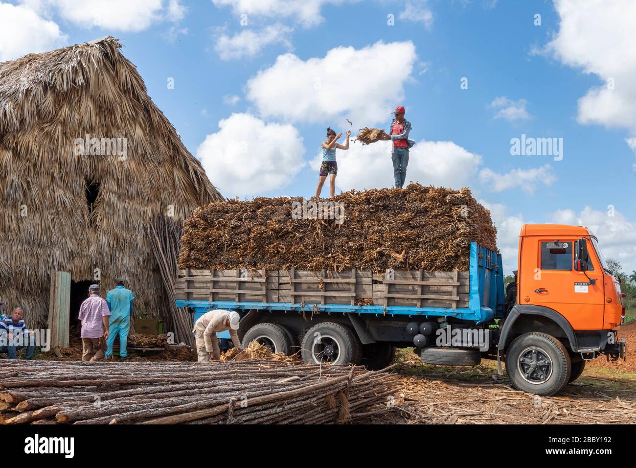Tobacco Workers On Truck, Vinales, Pinar del Rio Province, Cuba Stock Photo 