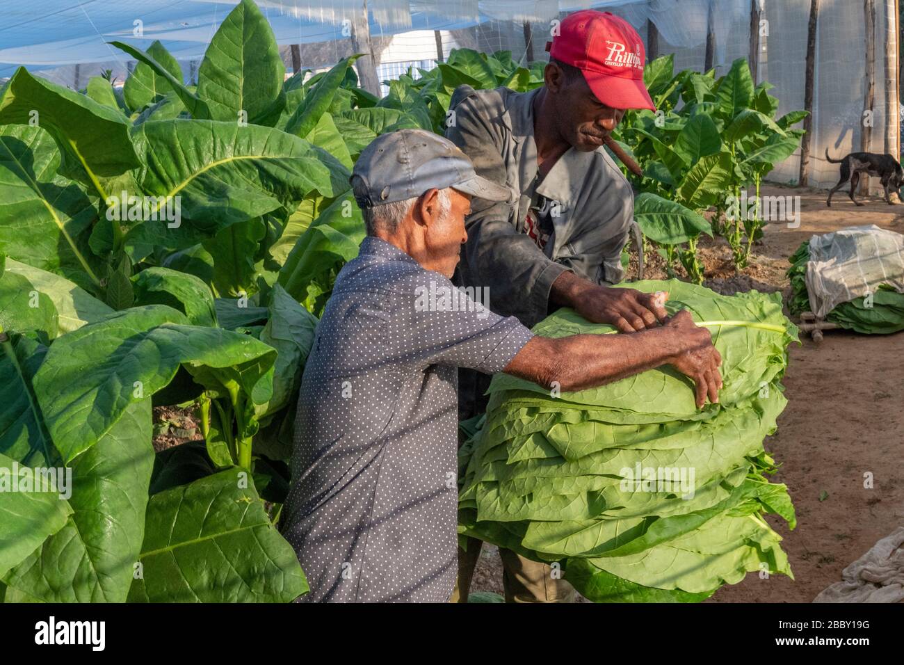 is tobacco good for wounds How Smoking Sabotages Plastic Surgery