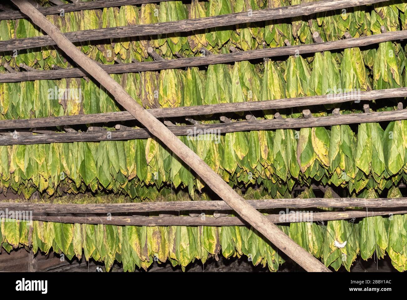 Tobacco Leaves Drying, Hector Luis Prieto Tobacco Plantation, San Juan y Martinez, Pinar del Rio Province, Cuba Stock Photo
