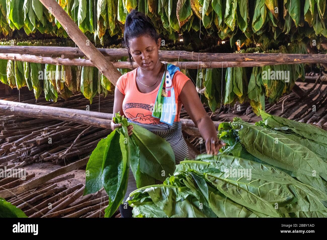Worker at Hector Luis Tobacco Plantation, Juan y Martinez, Pinar del Rio  Province, Cuba Stock Photo