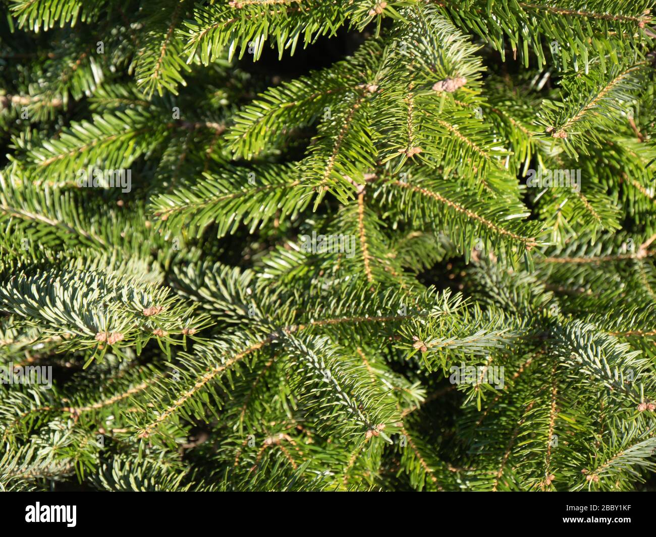 Close up macro of needles of evergrenn fir, pine, conifer tree as abastract new year, christmas background. Stock Photo