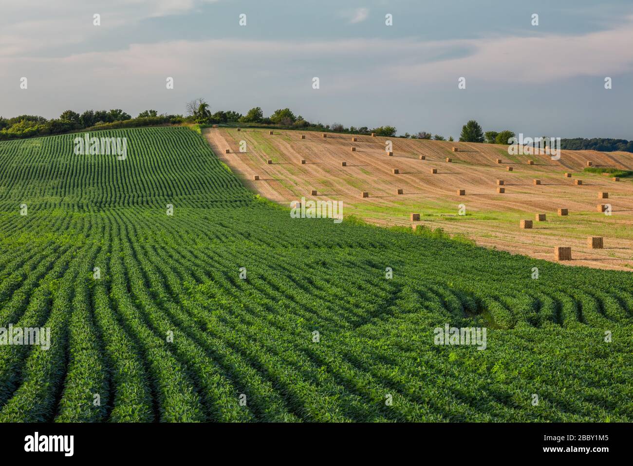 Rows of crops and bales of hay, Ashippun, Dodge County, Wisconsin Stock Photo