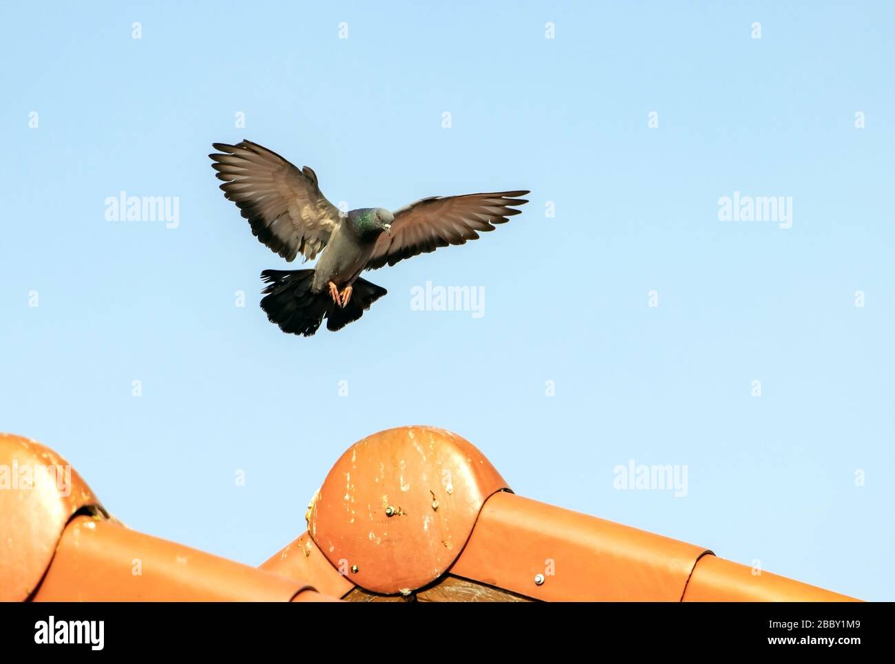 Flying dove is landing on red roof. A Pigeon flying in the blue sky. Stock Photo