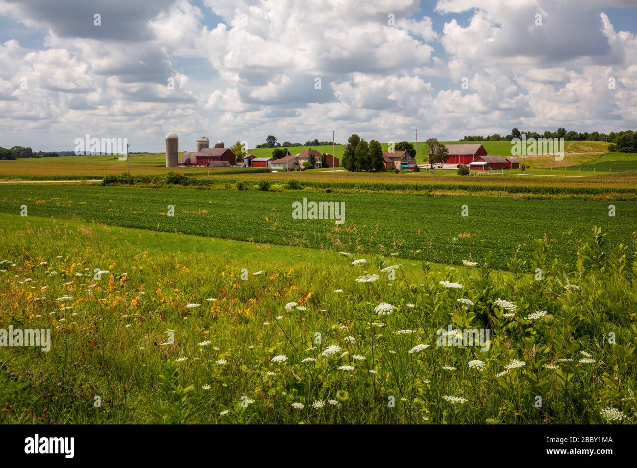 Farm and wildflowers, Town of Emmet, Wisconsin Stock Photo