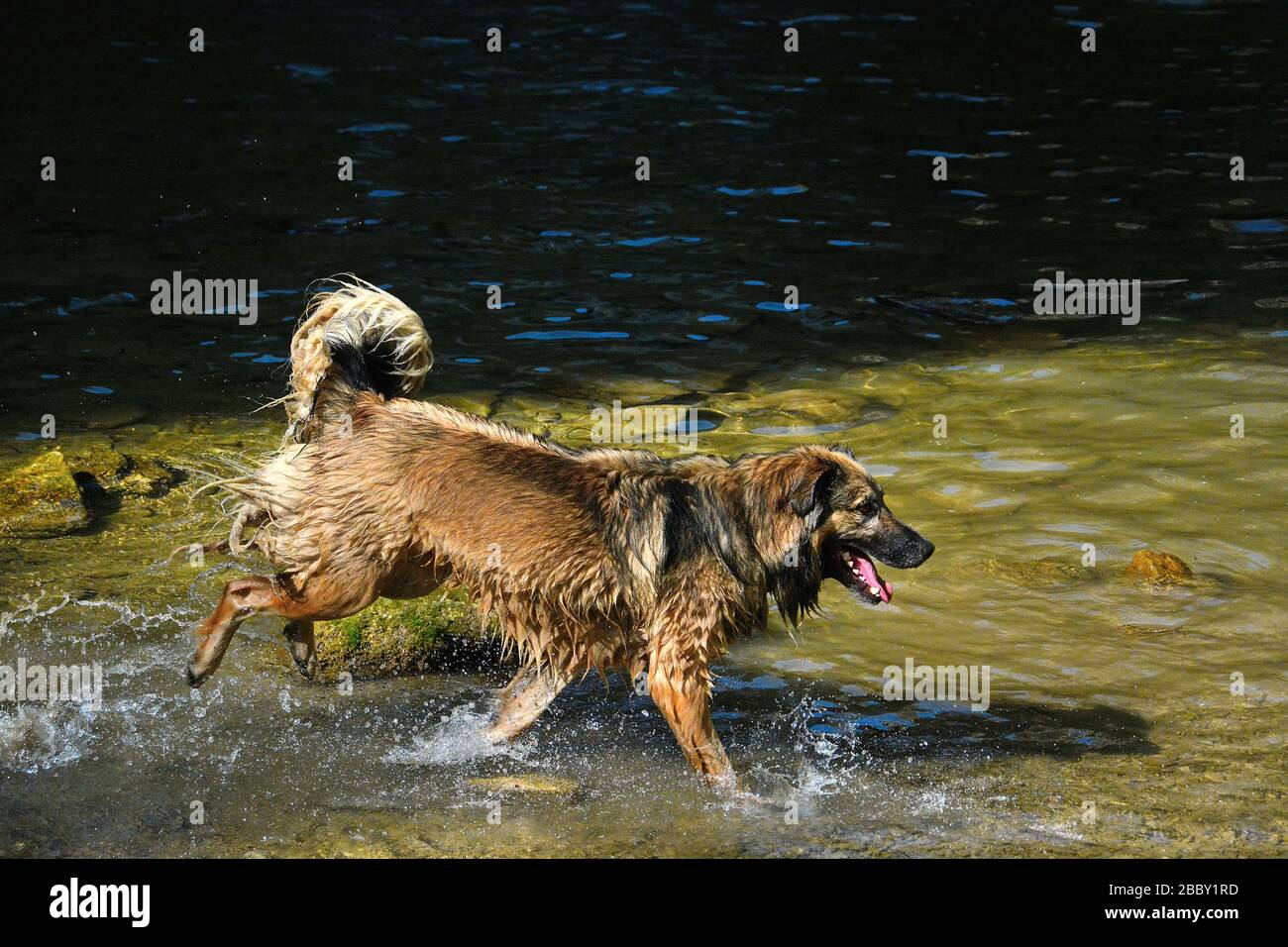 Dog playing on a lake in Jerona Spain Stock Photo