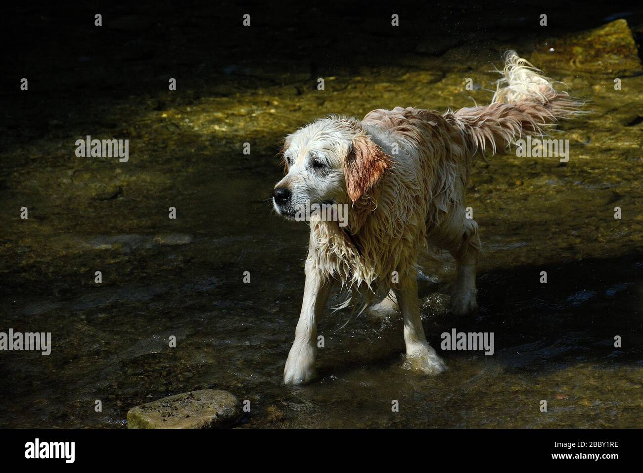 DOG PLAYING IN A LAKE IN GERONA SPAIN VERY EARLY IN THE MORNING Stock Photo