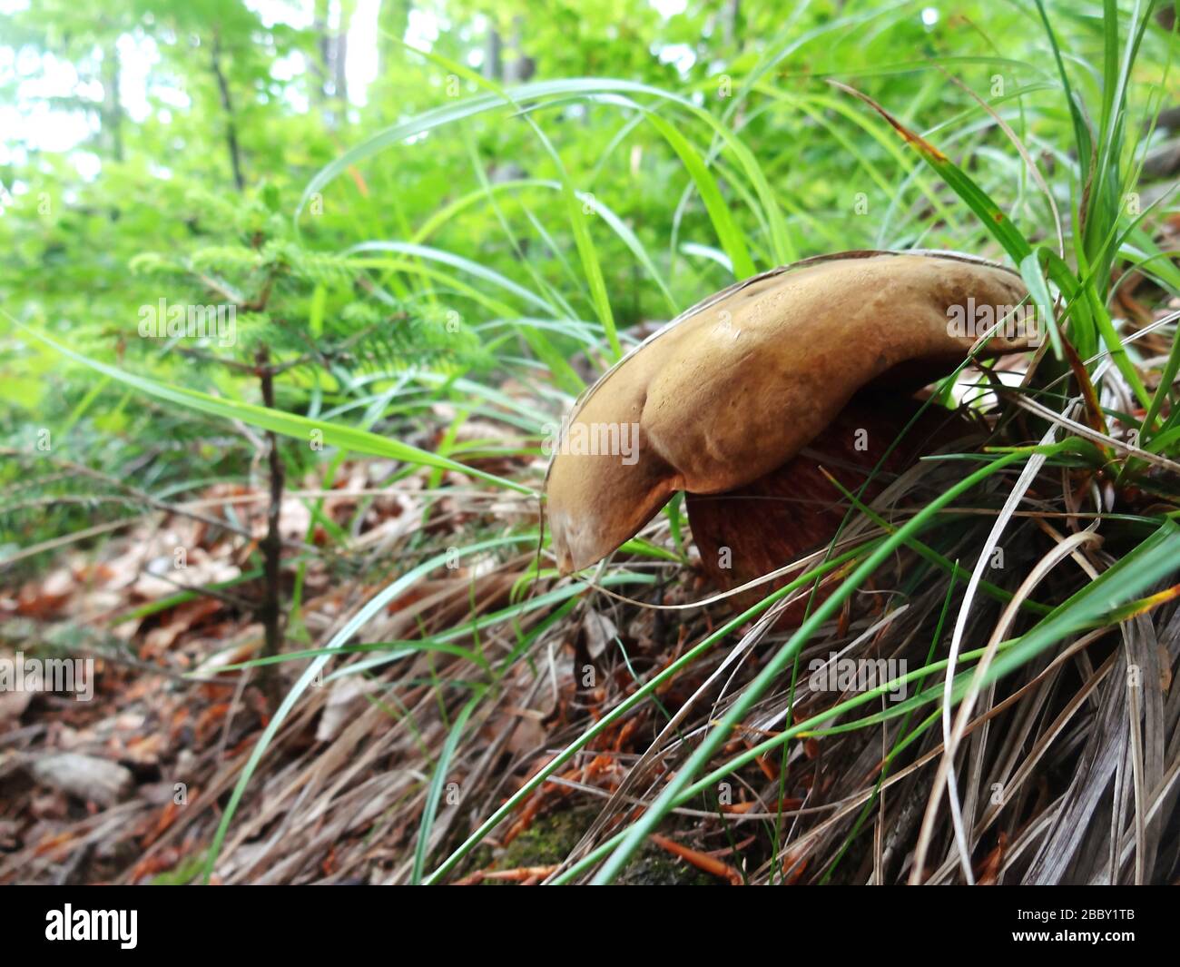 edible blacksmith mushroom in grass Stock Photo