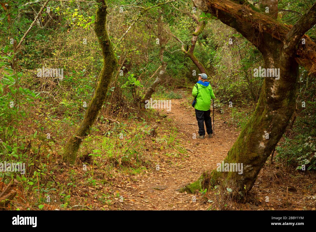 Indian Beach Nature Trail, Tomales Bay State Park, California Stock Photo