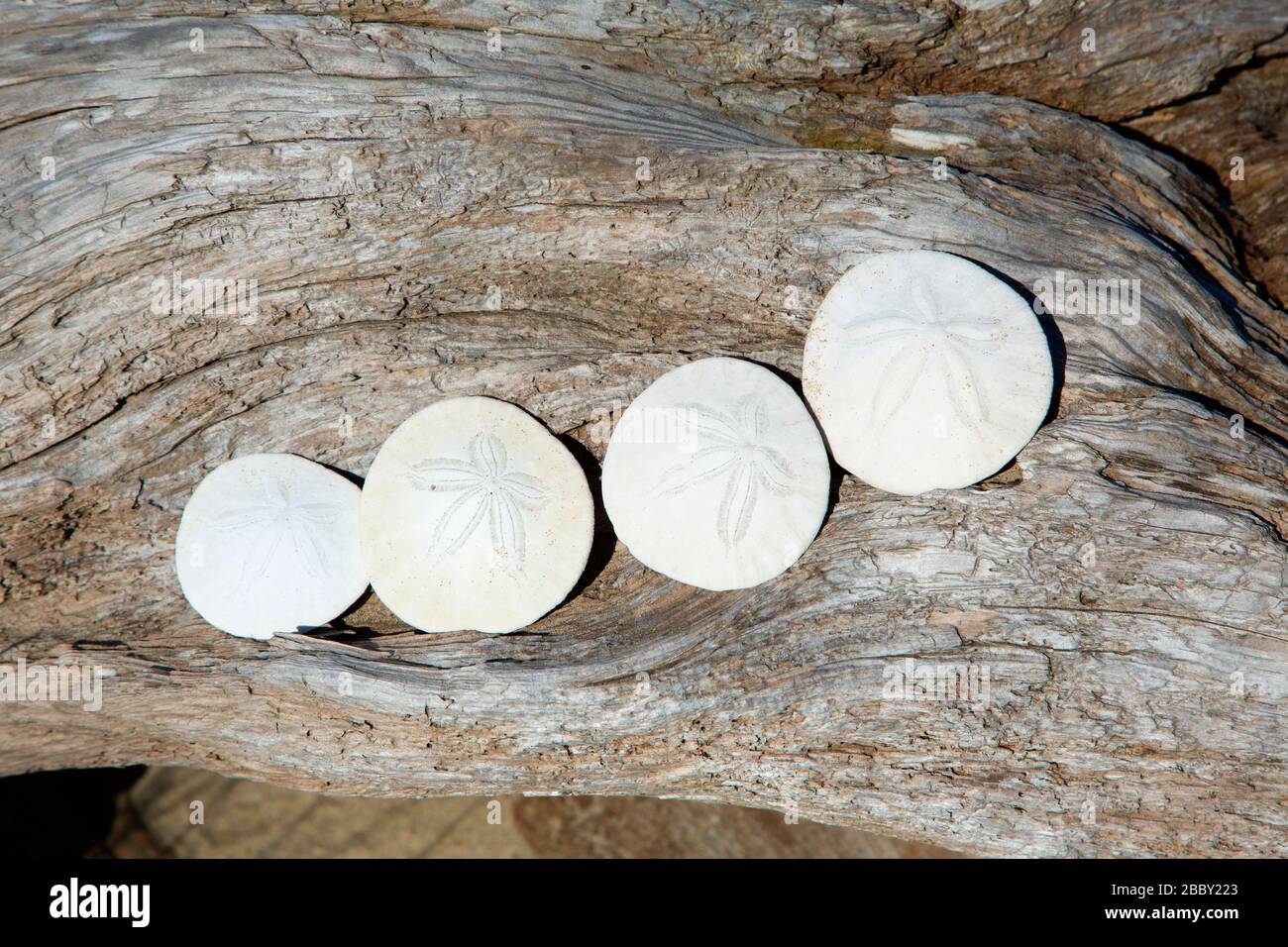 Sand dollars, Bayocean Peninsula, Tillamook County, Oregon Stock Photo Alamy