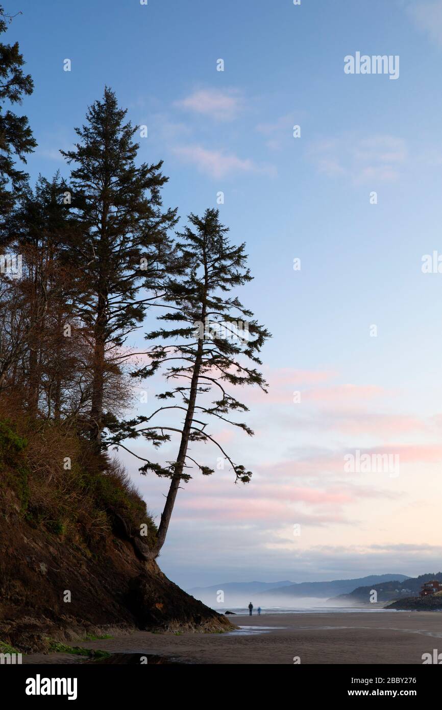 Sitka spruce on Proposal Rock dawn, Neskowin State Park, Oregon Stock Photo