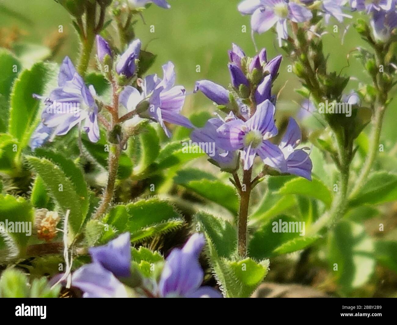blue flower - herb - Speedwell - veronica officinalls Stock Photo