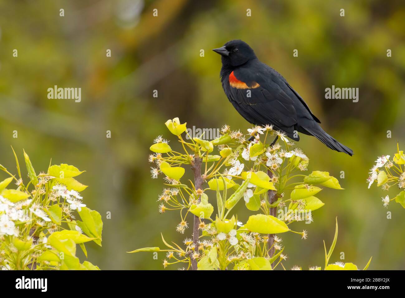Redwinged blackbird (Agelaius phoeniceus), Willow Lake Wastewater