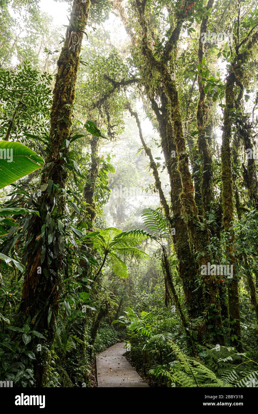 Trees, ferns, and epiphytes dominate the landscape at the Santa Elena Cloud Forest Reserve in Monteverde, Costa Rica. Stock Photo