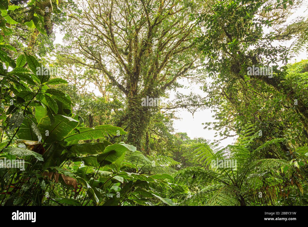 Trees, ferns, and epiphytes dominate the landscape at the Santa Elena Cloud Forest Reserve in Monteverde, Costa Rica. Stock Photo