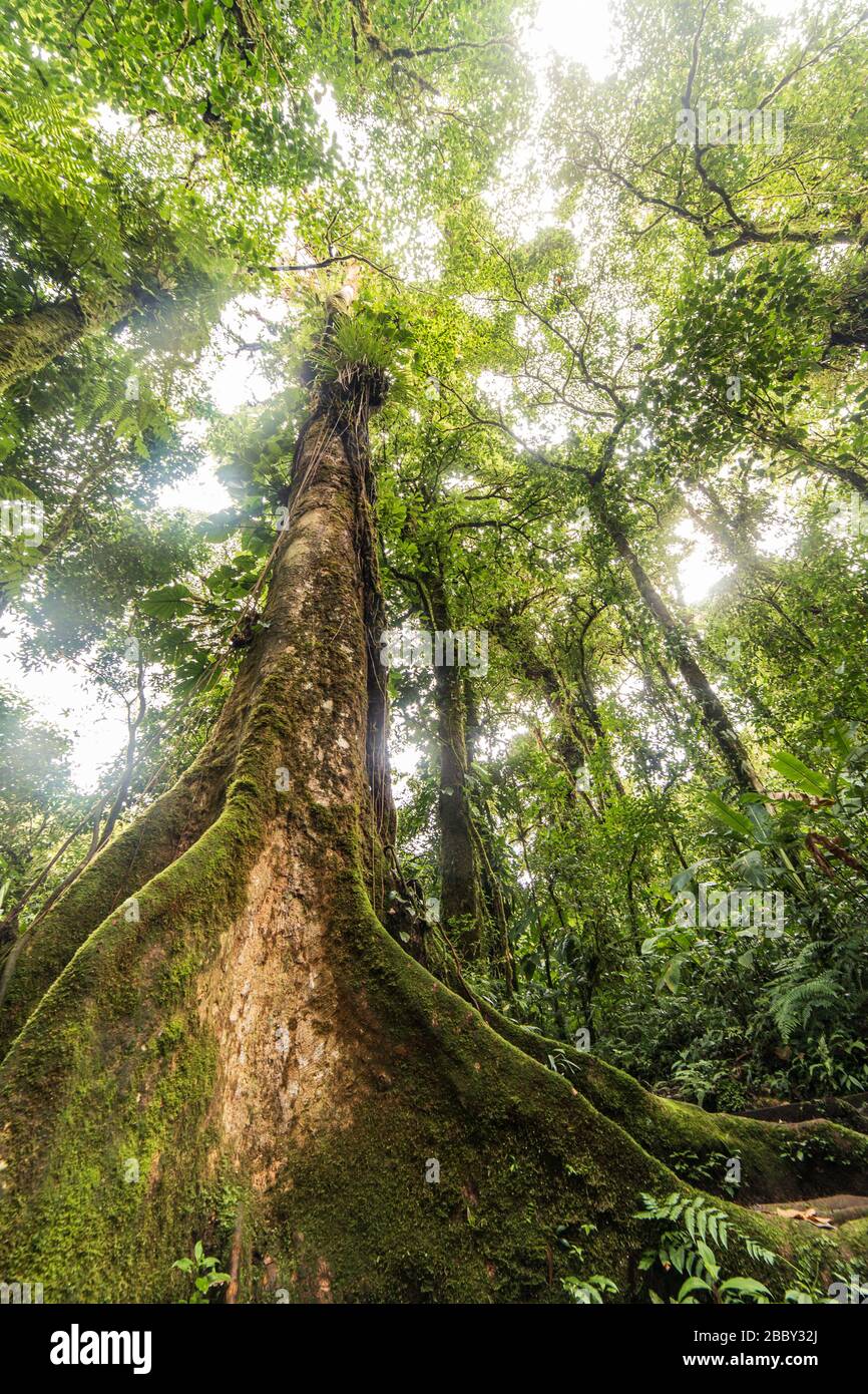 Trees, ferns, and epiphytes dominate the landscape at the Santa Elena Cloud Forest Reserve in Monteverde, Costa Rica. Stock Photo