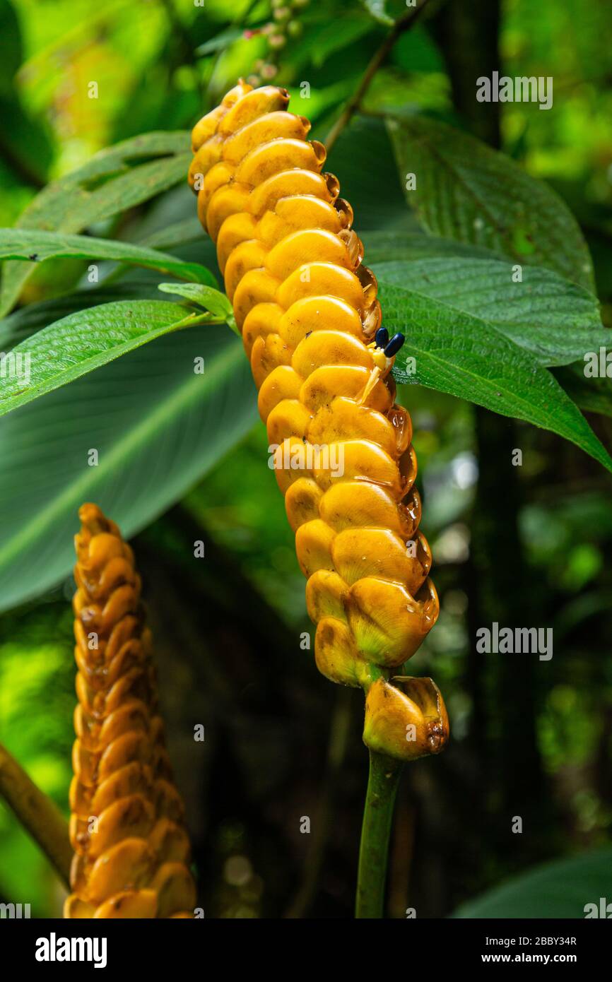 Yellow Rattlesnake Plant (Calathea crotalifera) growing at the Santa Elena Cloud Forest Reserve in Monteverde, Costa Rica. Stock Photo