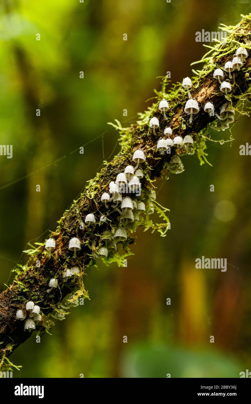 Small bell shaped Fairy Inkcap mushrooms (Coprinellus disseminatus)  growing in the Santa Elena Cloud Forest Reserve, Monteverde, Costa Rica. Stock Photo