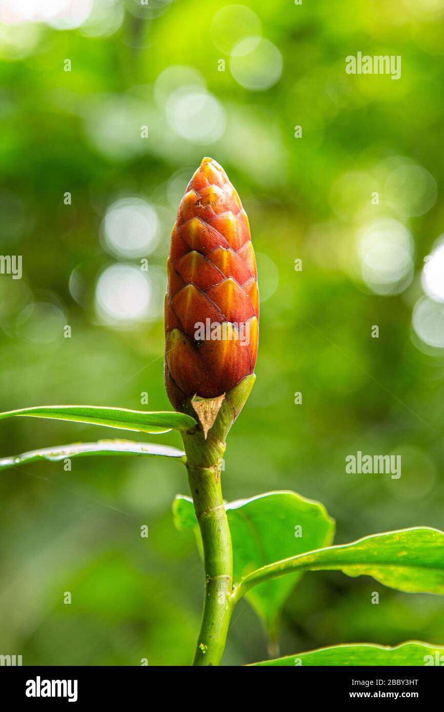 Wild ginger plant ( Costus sp.) in the Santa Elena Cloud Forest Reserve, Monteverde, Costa Rica. Stock Photo