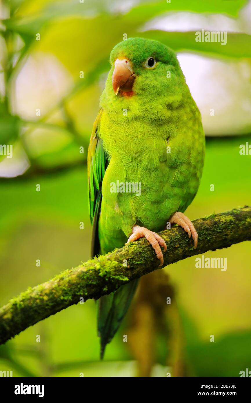 Orange-chinned parakeet (Brotogeris jugularis) sitting in a tree, Costa Rica Stock Photo