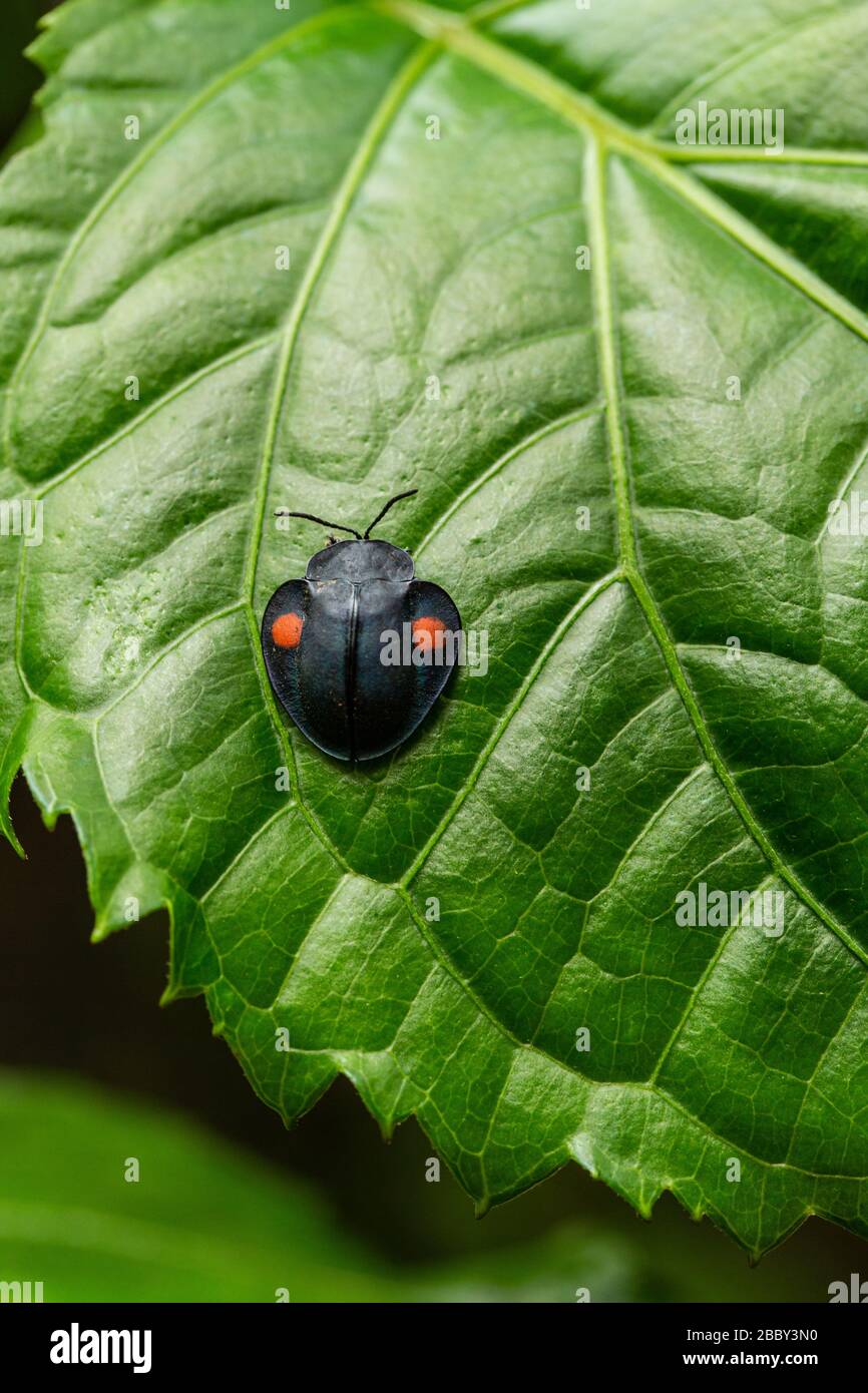 Tortoise Beetle (Stolas costaricensis) on a leaf at the Santa Elena Cloud Forest Reserve, Monteverde, Costa Rica. Stock Photo