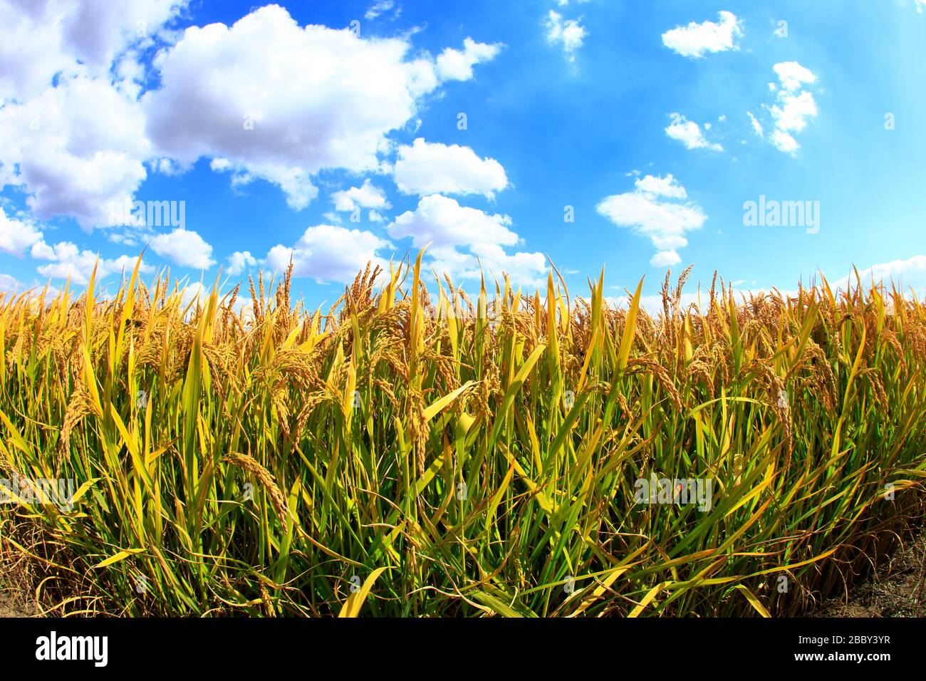 Mature rice in rice field, under the blue sky white clouds Stock Photo ...