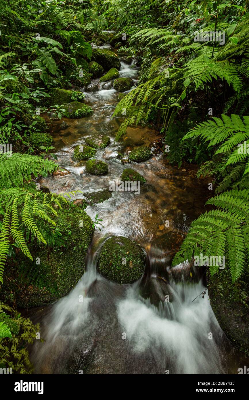 Wild ferns and mossy rocks alongside a stream in the Santa Elena Cloud Forest Reserve in Monteverde, Costa Rica. Stock Photo