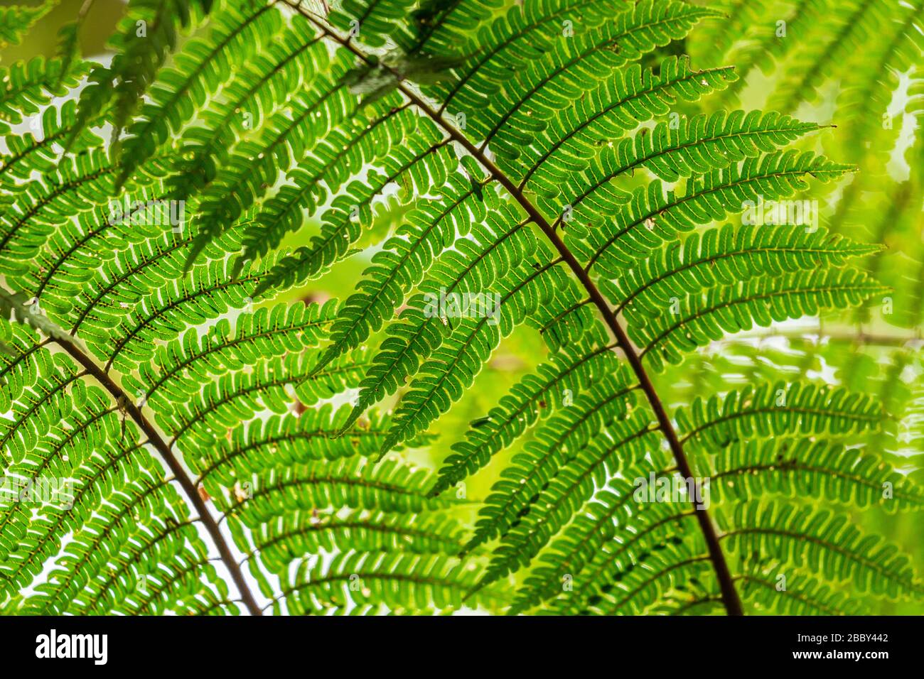 Pattern of wild fern leaves in the Santa Elena Cloud Forest Reserve in Monteverde, Costa Rica. Stock Photo