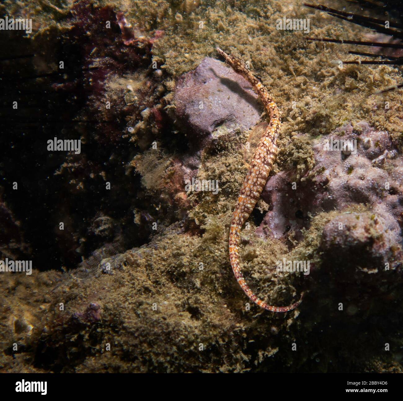 Network pipefish (Corythoichthys flavofasciatus) resting on a coral reef, Gulf of Oman, Indian Ocean, Arabian Peninsula, Middle East, color Stock Photo