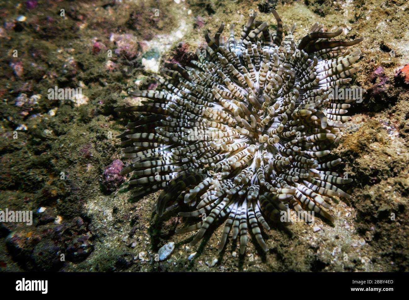 Closeup of beaded anemone (Heteractis aurora) living on sea floor, next to coral reef, Gulf of Oman, Indian Ocean, Arabian Peninsula, Middle East Stock Photo