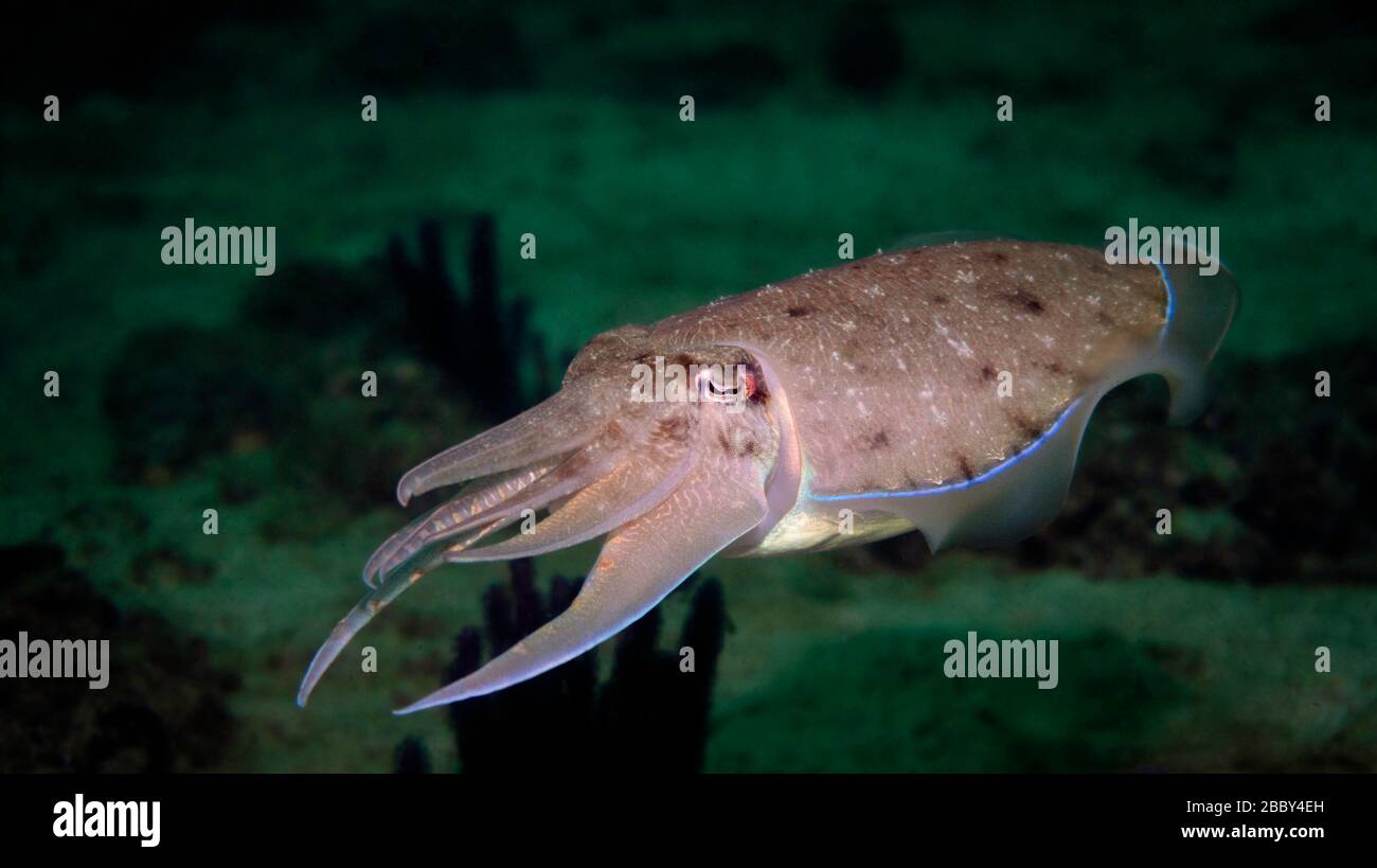 Portrait of a Pharao cuttlefish (Sepia pharaonis) hovering in midwater, Gulf of Oman, Indian Ocean, Arabian Peninsula, Middle East, color Stock Photo