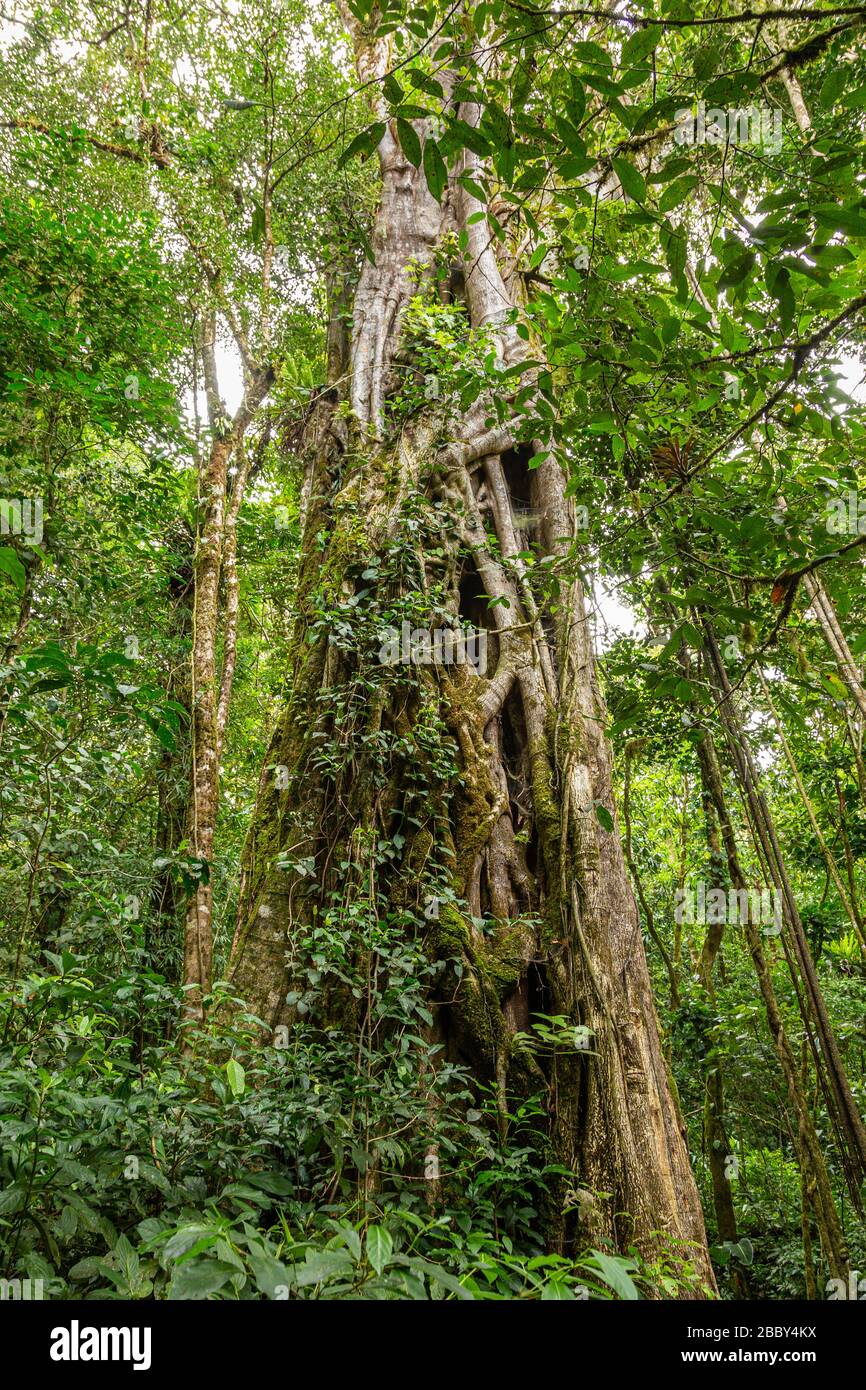 Large Strangler Fig Tree (Ficus costaricana) at the Curi Cancha Wildlife Refuge in Monteverde, Costa Rica. Stock Photo